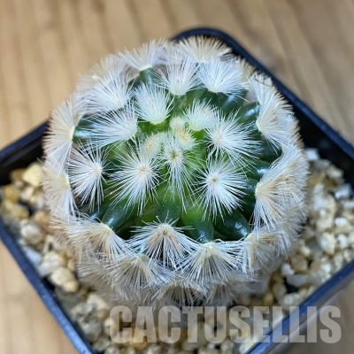 SH32467 Mammillaria carmenae hybrid