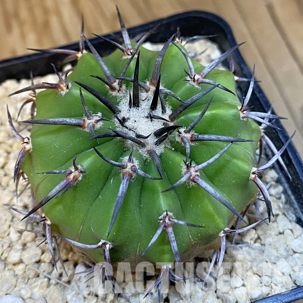 SH32469 Discocactus aff. alteolens MH 587, own roots