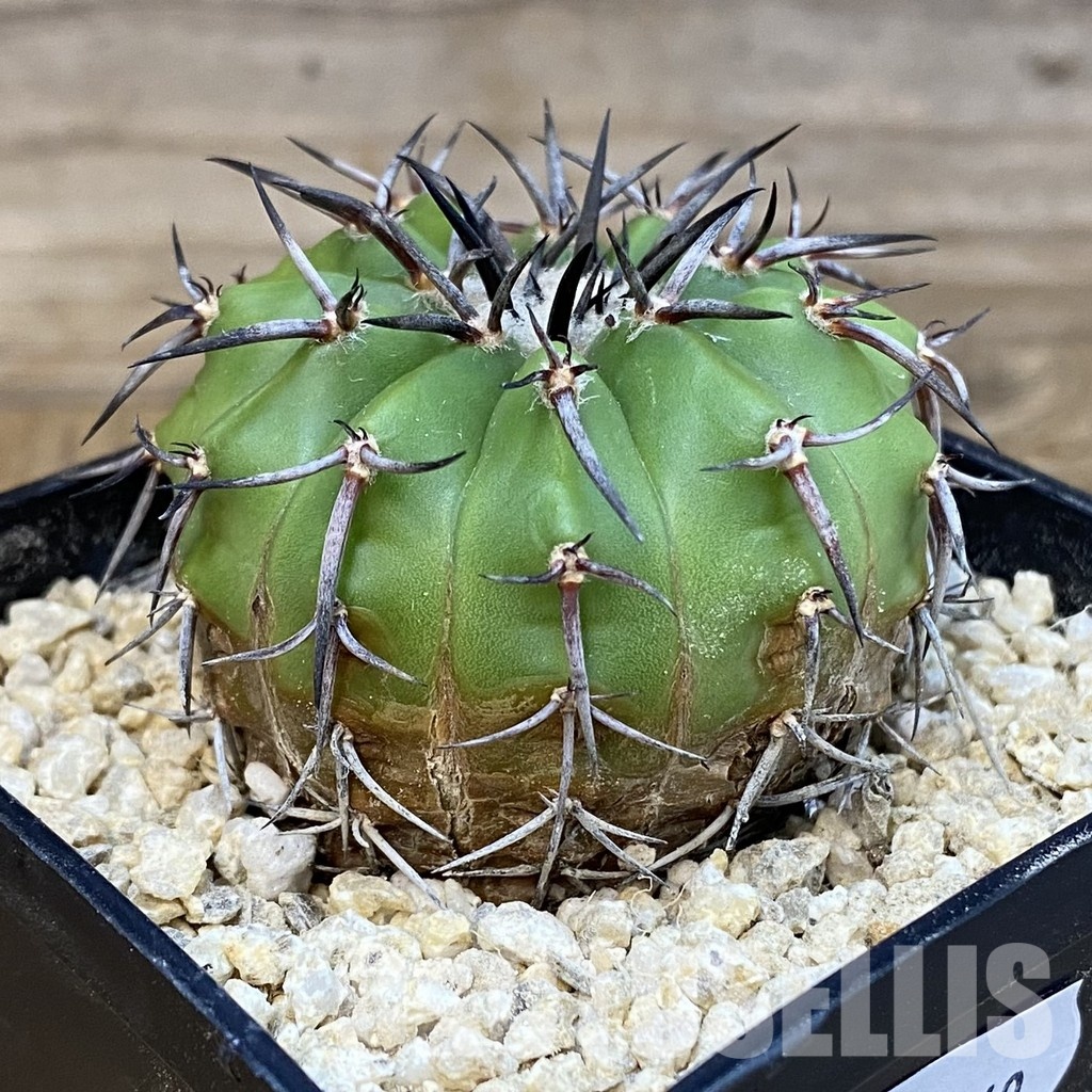 SH32469 Discocactus aff. alteolens MH 587, own roots - Image 2