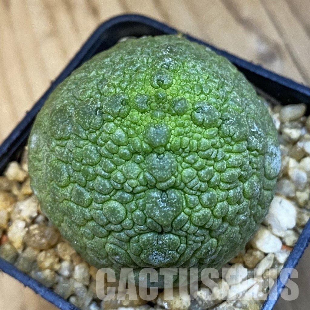 SH32470 Pseudolithos migiurtinus