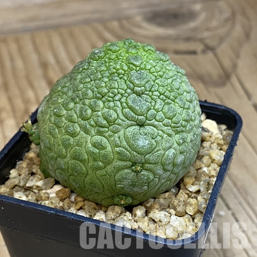 SH32470 Pseudolithos migiurtinus - Image 2