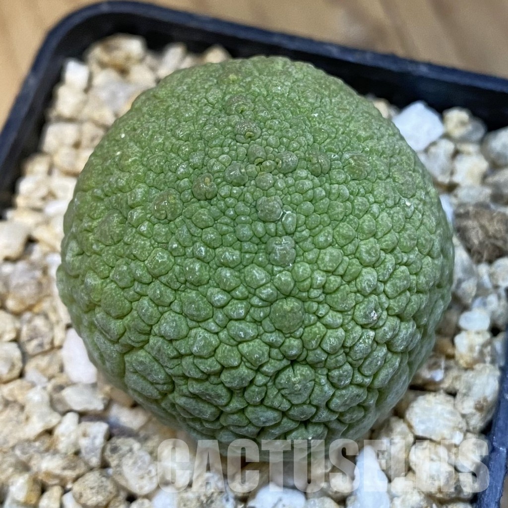 SH32471 Pseudolithos migiurtinus