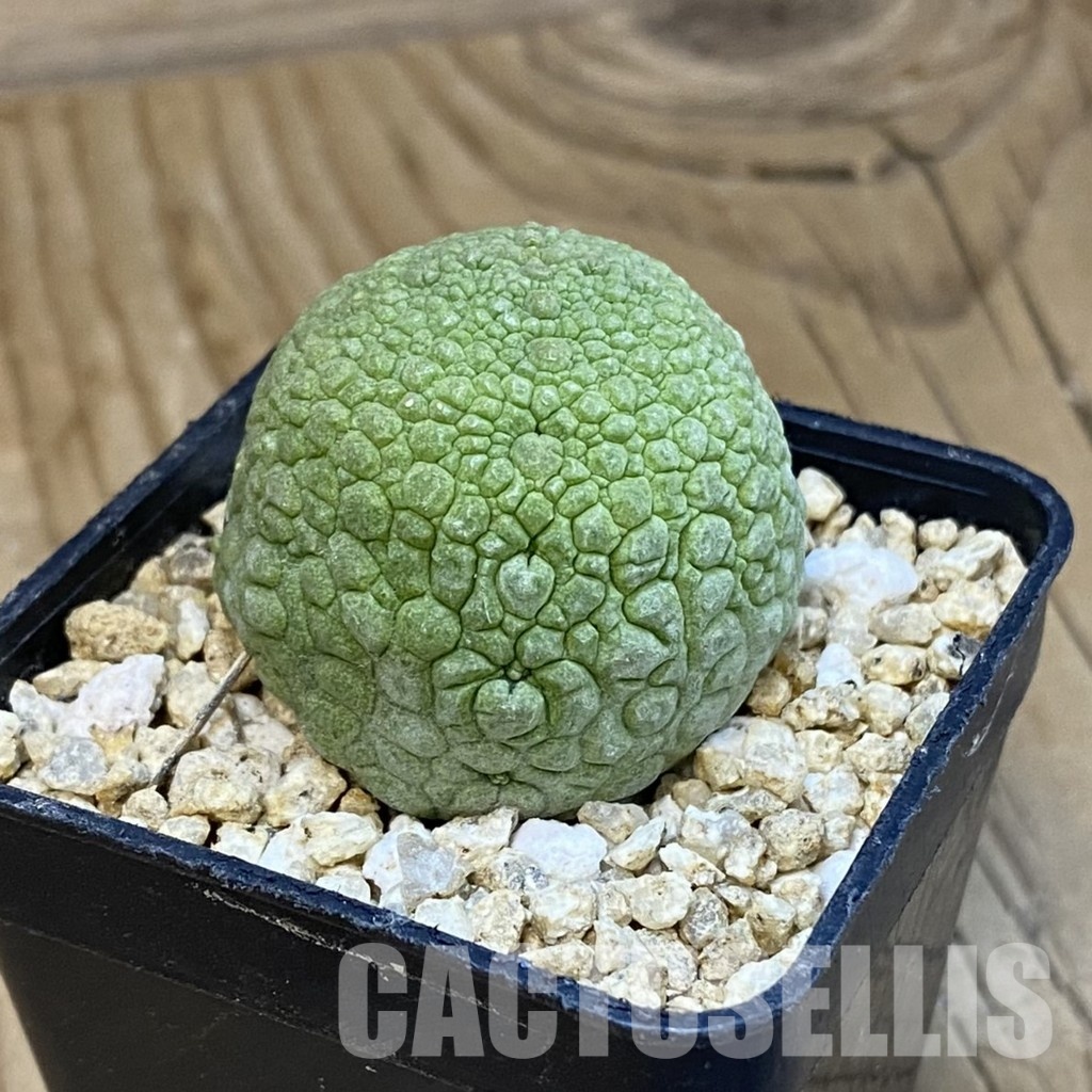 SH32471 Pseudolithos migiurtinus - Image 2