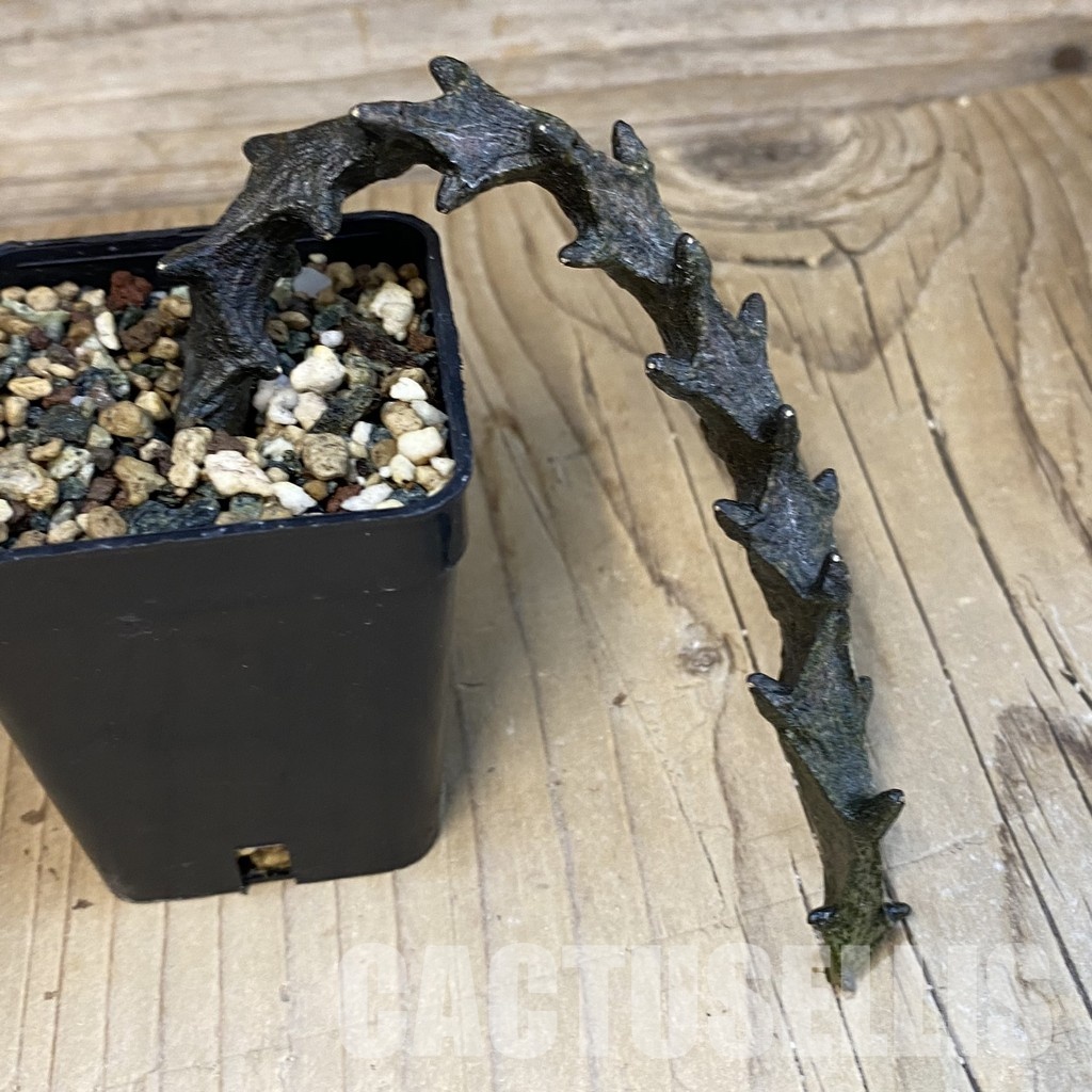 SH32477 Ceropegia bosseri - Image 2