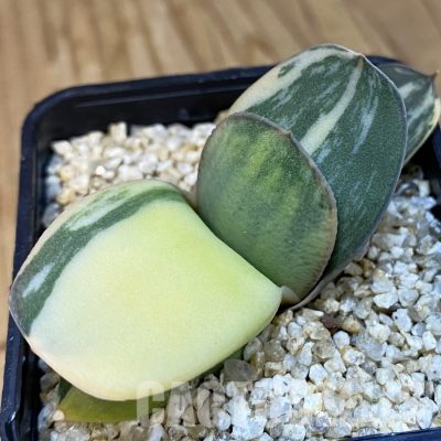 SH32478 Gasteria glomerata f. variegata