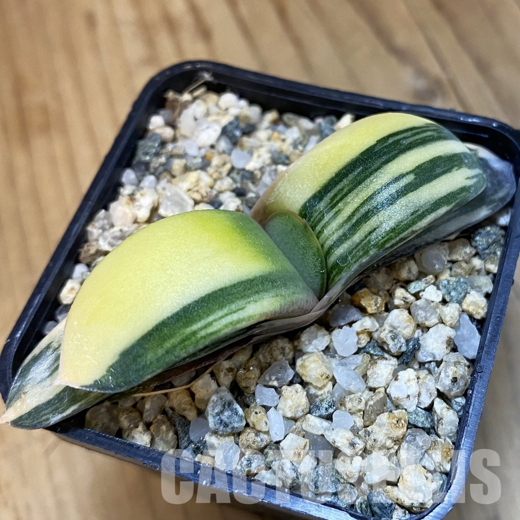 SH32479 Gasteria glomerata f. variegata - Image 2