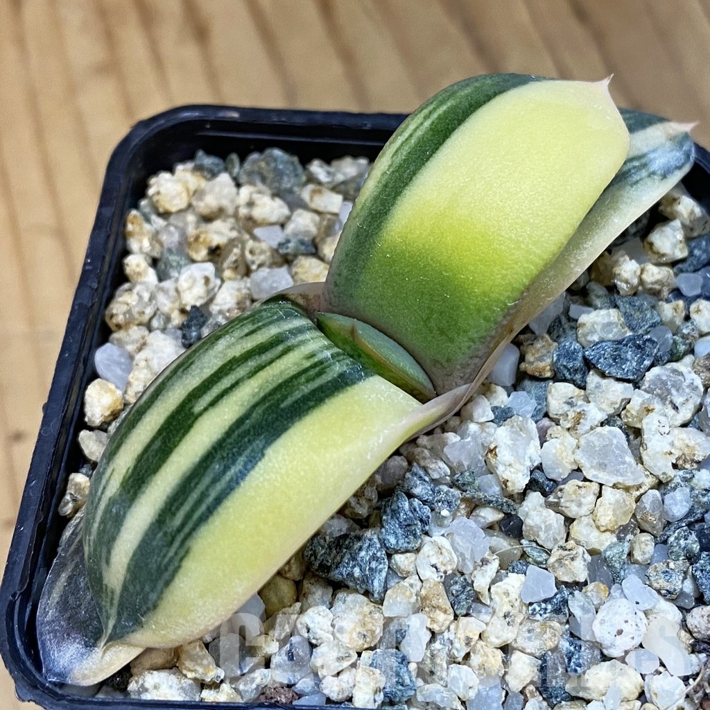 SH32479 Gasteria glomerata f. variegata