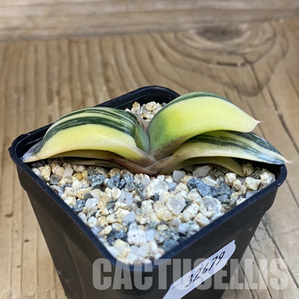 SH32479 Gasteria glomerata f. variegata - Image 3