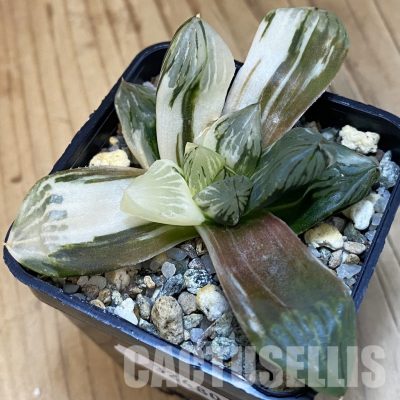 SH32480 Haworthia obtusa ‚Mochi Gyokuro‘ f. variegata