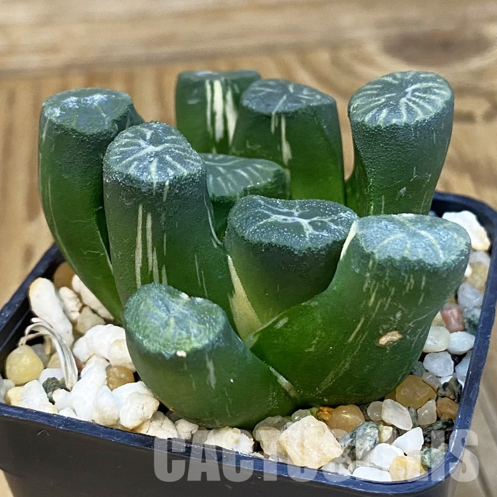 SH32481 Haworthia maughanii f. variegata - Image 2