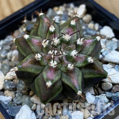 SH32542 Gymnocalycium mihanovichii 'T-Lux'
