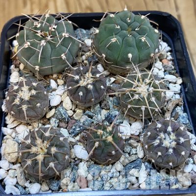 SH32543 Gymnocalycium spegazzinii x Gymnocalycium vatteri, clon 1