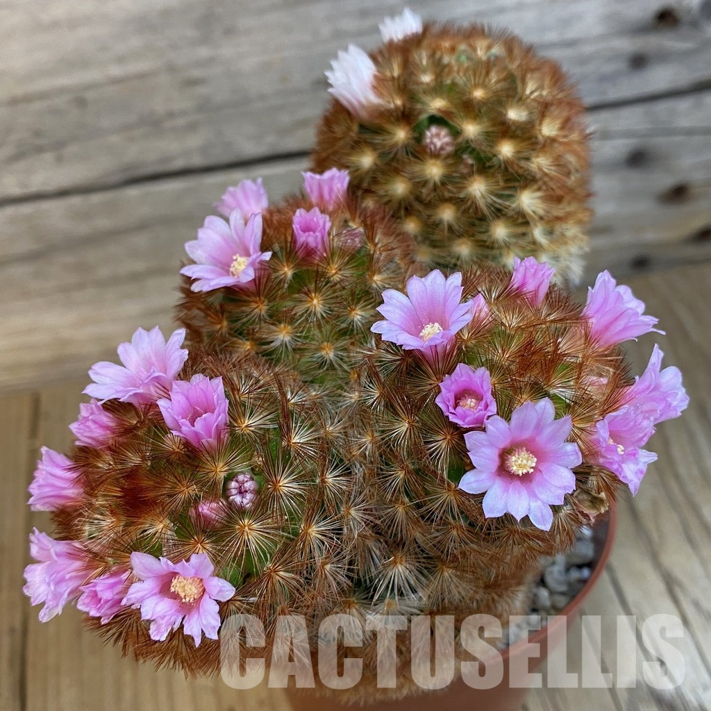 SH32524 Mammillaria carmenae v. rubrispina