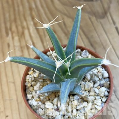 SH32545 Leuchtenbergia principis