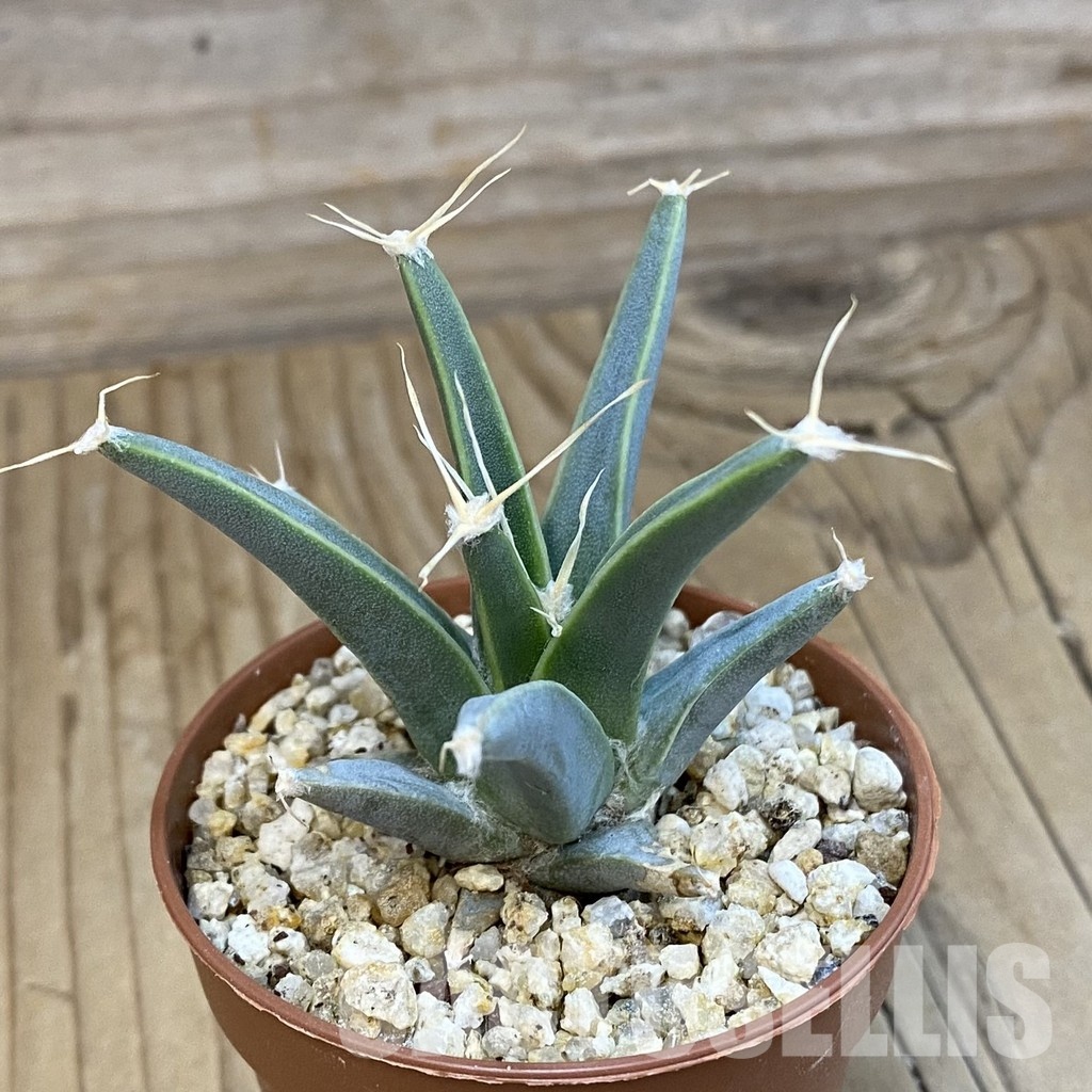 SH32545 Leuchtenbergia principis - Image 2