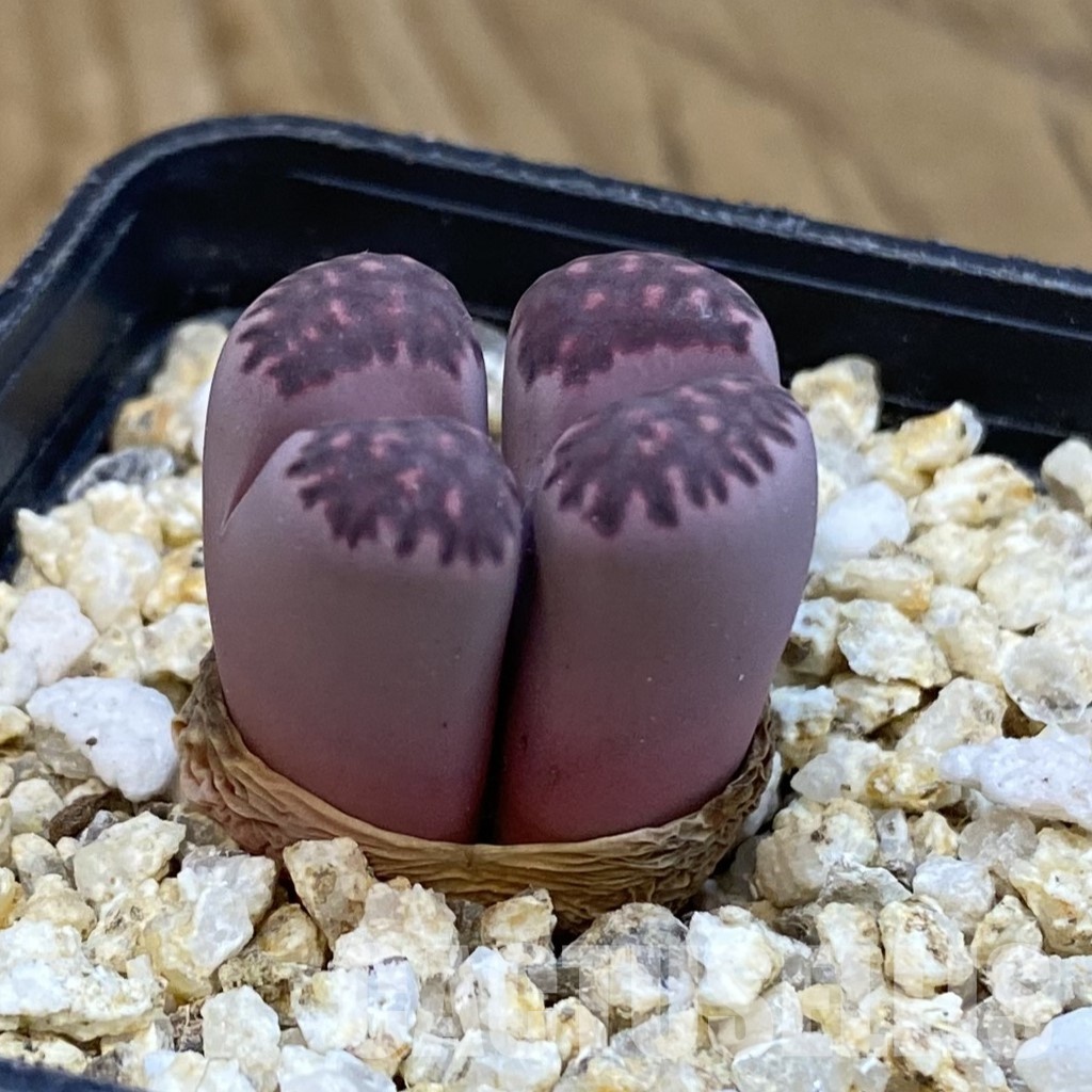 SH32546 Lithops salicola ‘Sato’s Violet’ hybrid - Image 2