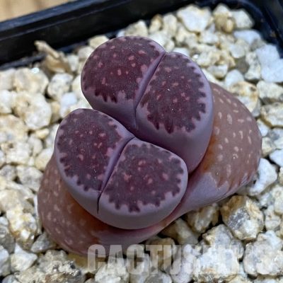 SH32547 Lithops salicola ‘Sato’s Violet’ hybrid