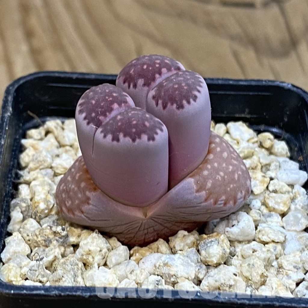 SH32547 Lithops salicola ‘Sato’s Violet’ hybrid - Image 2