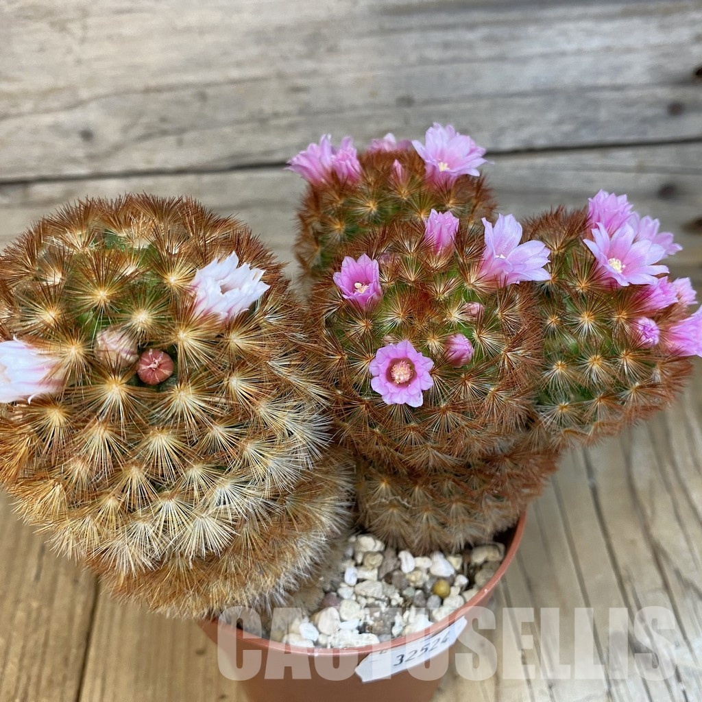 SH32524 Mammillaria carmenae v. rubrispina - Image 2