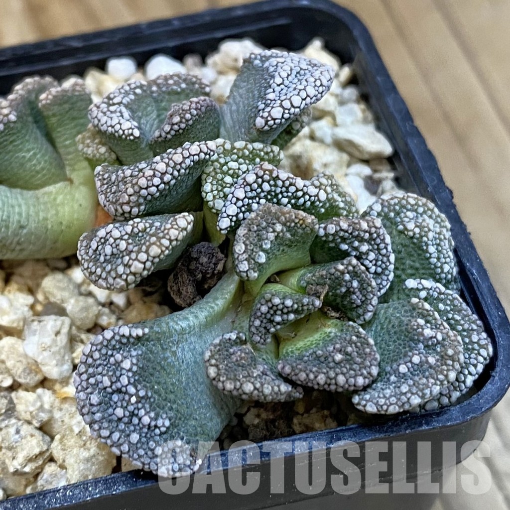 SH32549 Titanopsis calcarea, Clon6 - Image 2