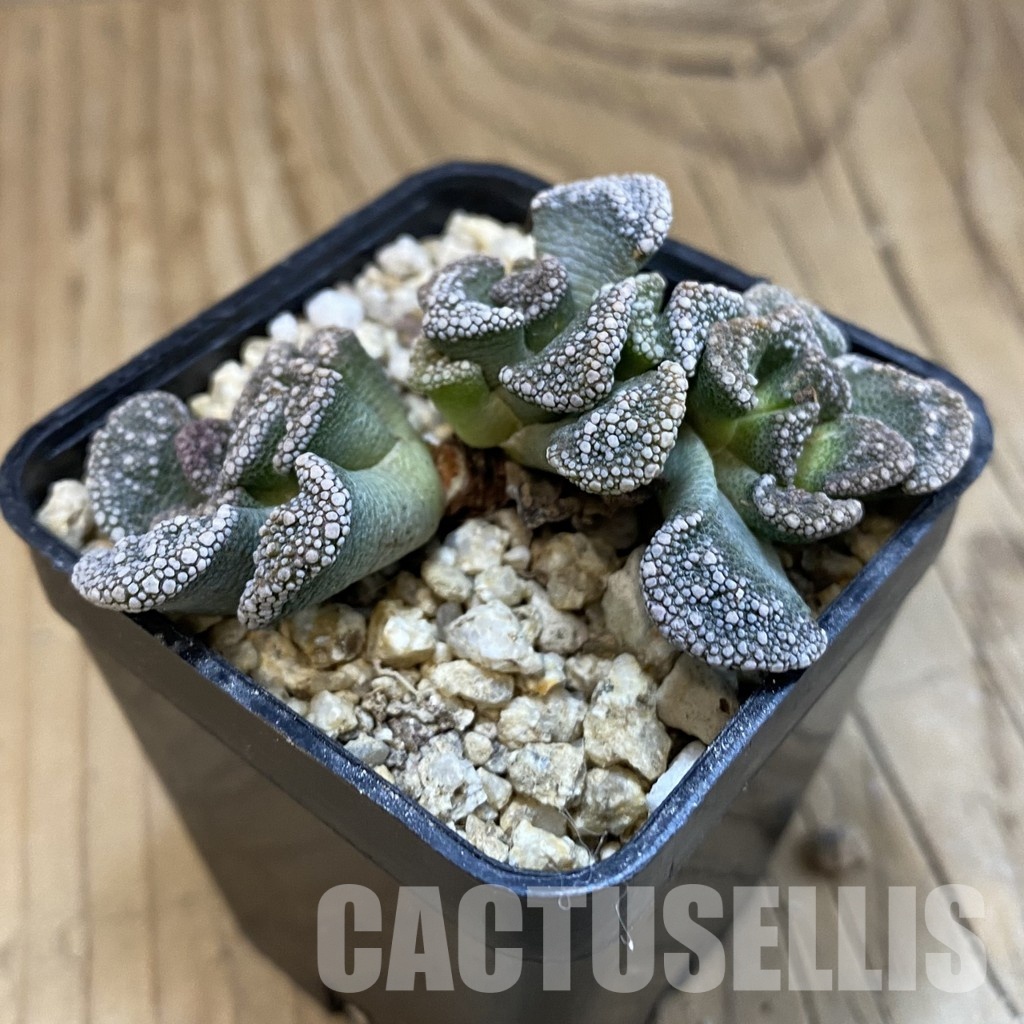 SH32549 Titanopsis calcarea, Clon6 - Image 3