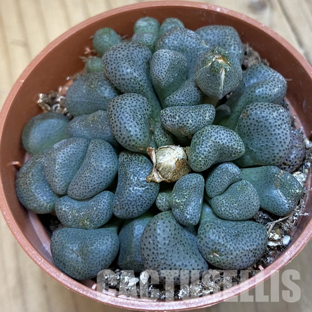 SH32551 Aloinopsis schooneesii
