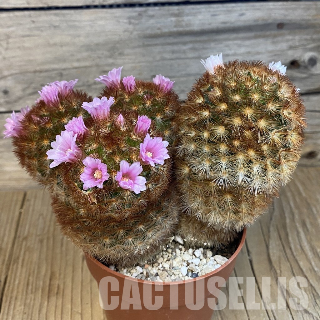 SH32524 Mammillaria carmenae v. rubrispina - Image 3