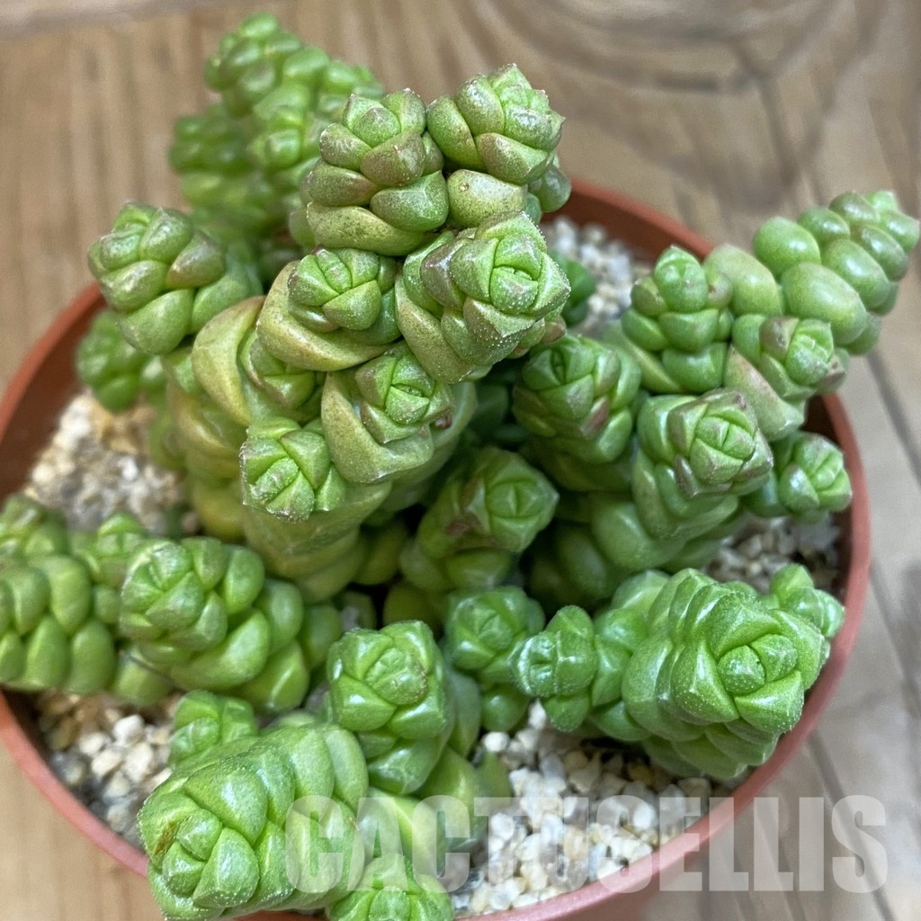 SH32553 Crassula marchandii