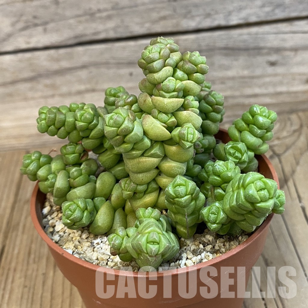 SH32553 Crassula marchandii - Image 2