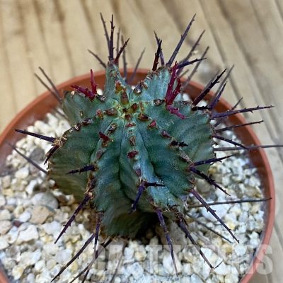 SH32555 Euphorbia horrida