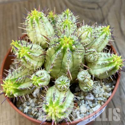 SH32556 Euphorbia aggregata f. variegata