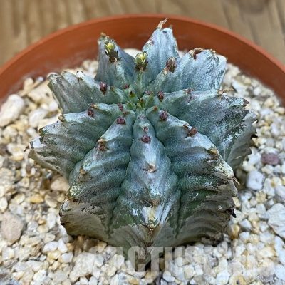 SH32557 Euphorbia horrida 'Alba'