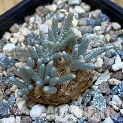 SH32559 Avonia alstonii