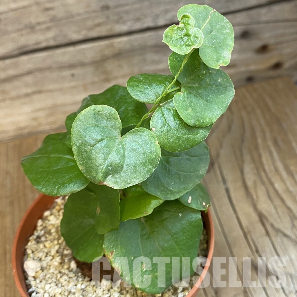 SH32560 Dioscorea elephantipes - Image 2