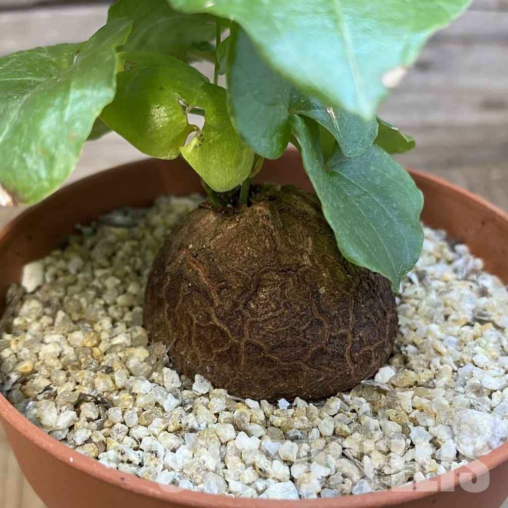 SH32560 Dioscorea elephantipes - Image 3