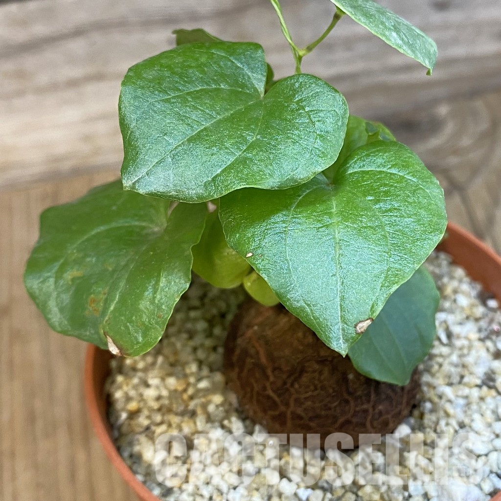 SH32560 Dioscorea elephantipes