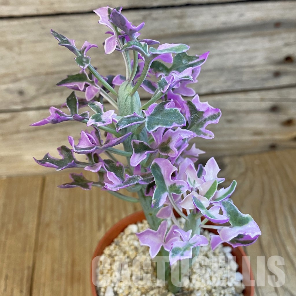 SH32561 Senecio articulatus f. variegata