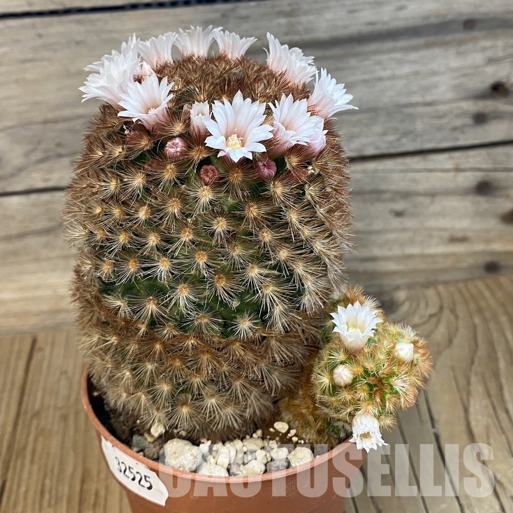 SH32525 Mammillaria carmenae v. rubrispina - Image 2