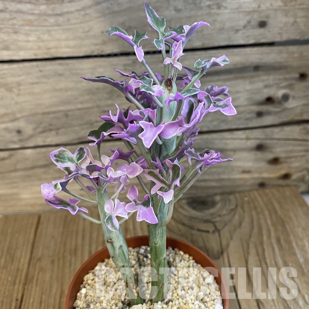 SH32561 Senecio articulatus f. variegata - Image 2