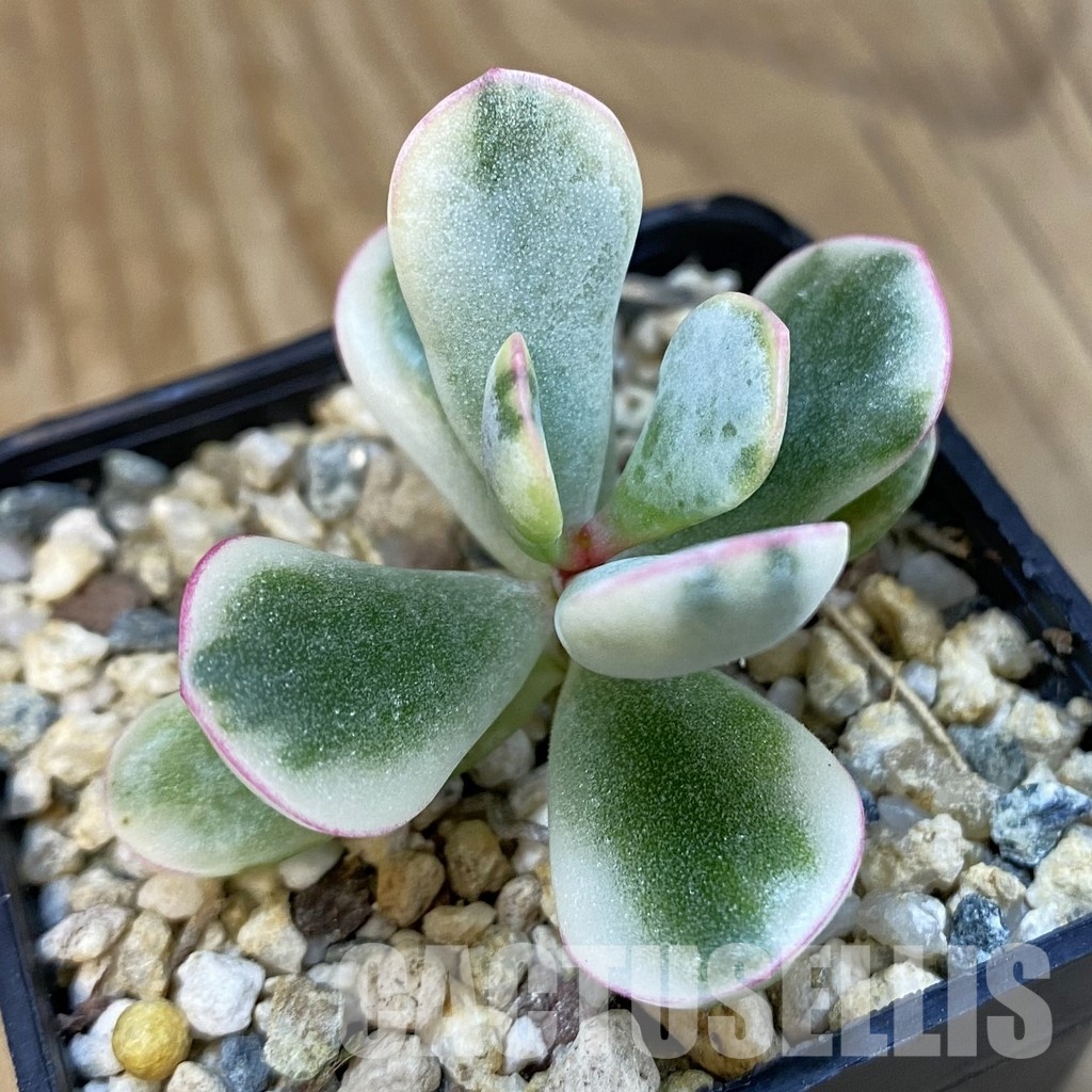 SH32563 Cotyledon orbiculata f. variegata