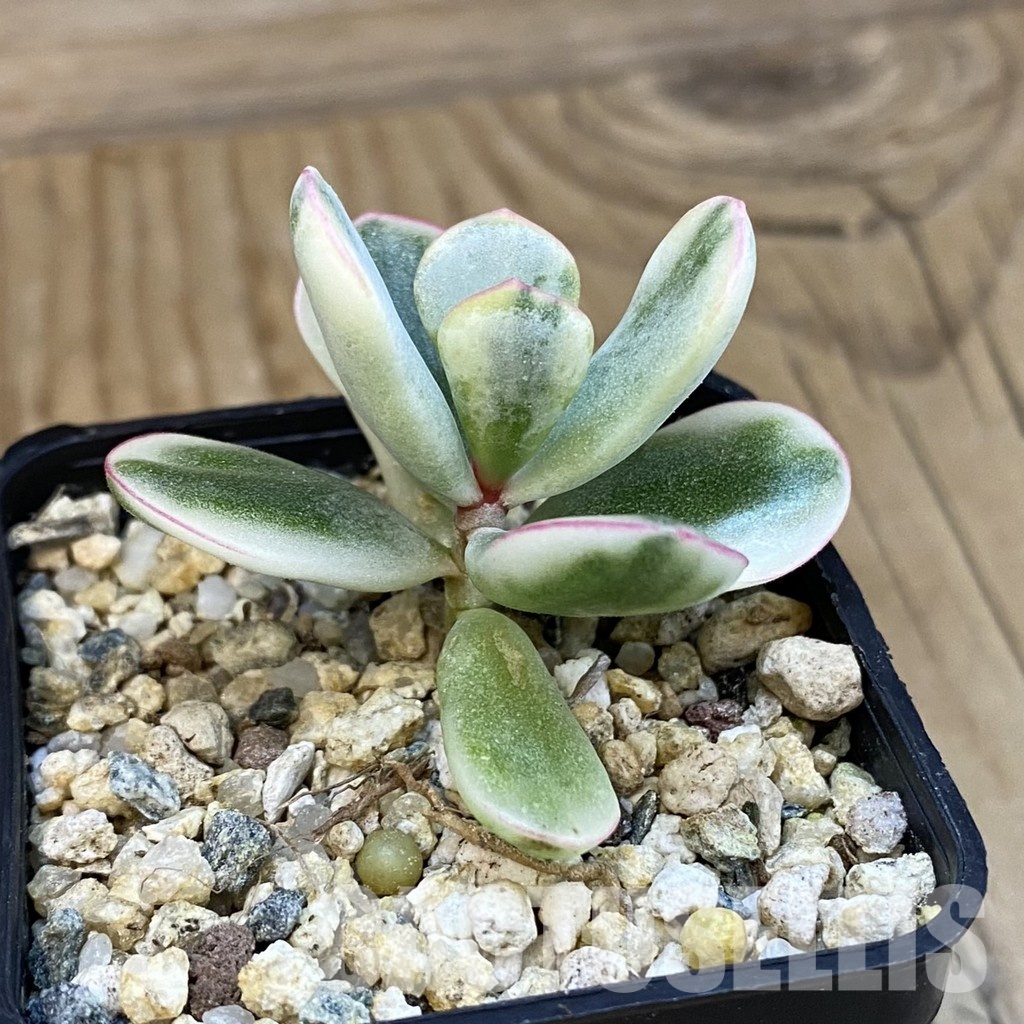 SH32563 Cotyledon orbiculata f. variegata - Image 2