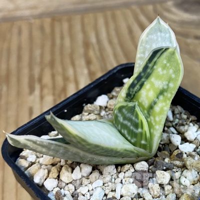 SH32564 Gasteria nigricans f. variegata