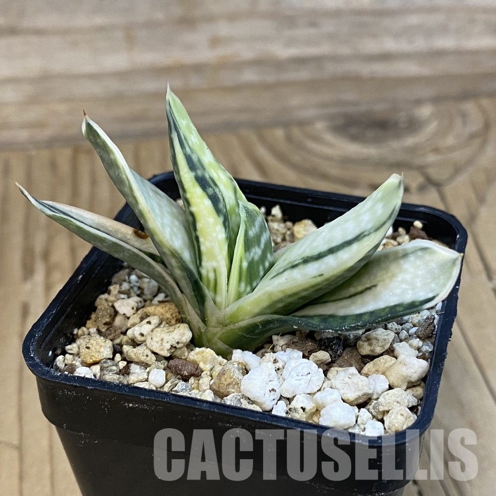 SH32564 Gasteria nigricans f. variegata - Image 2