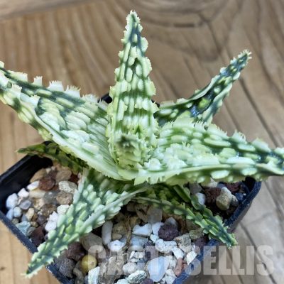 SH32565 Aloe TCT hybrid