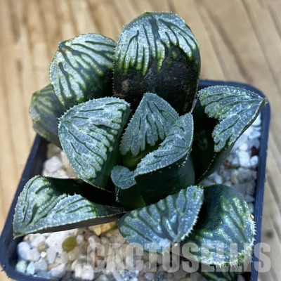 SH32567 Haworthia hybrid