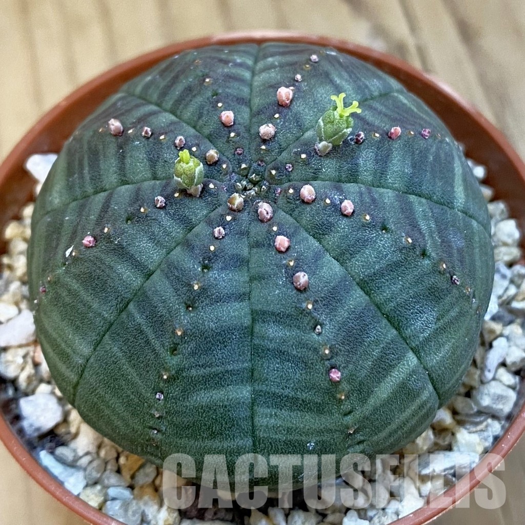 SET271 Euphorbia obesa ♀ ♂, 2 plants - Image 2