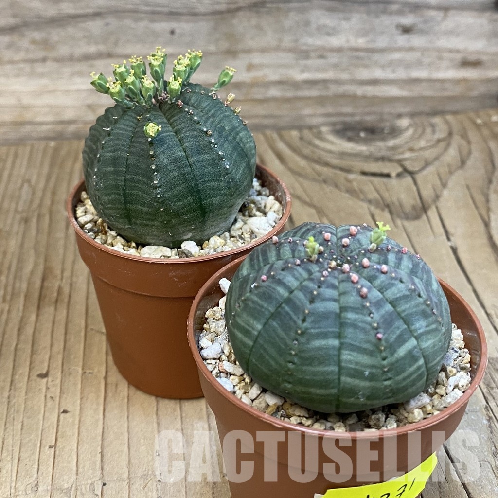 SET271 Euphorbia obesa ♀ ♂, 2 plants - Image 3