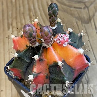 SH13413 Gymnocalycium mihanovichii f. variegata, seedling