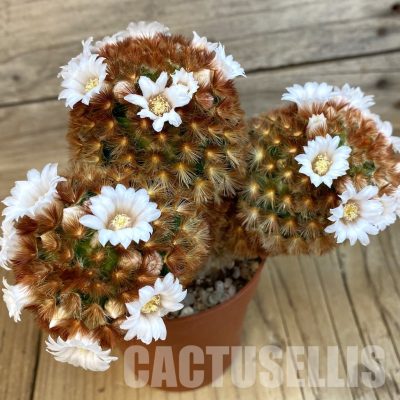 SH32521 Mammillaria carmenae v. rubrispina