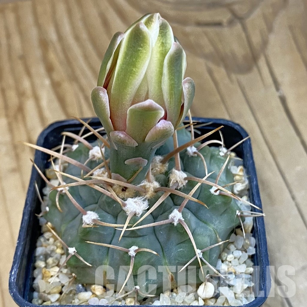 SH21624 Gymnocalycium vatteri, selection